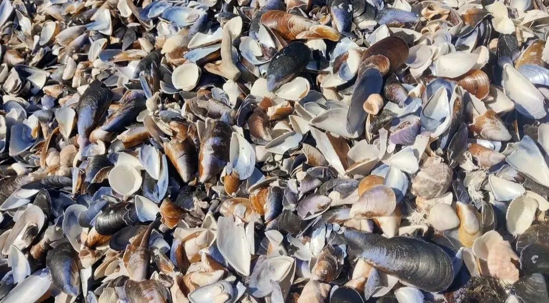 من-النفايات-إلى-الموضة-أصداف-بلح-البحر-قد-تدخل-صناعة.webp